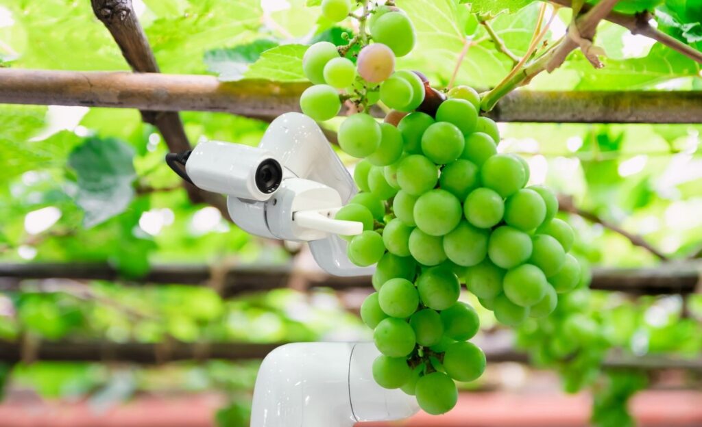 robotic grape farming