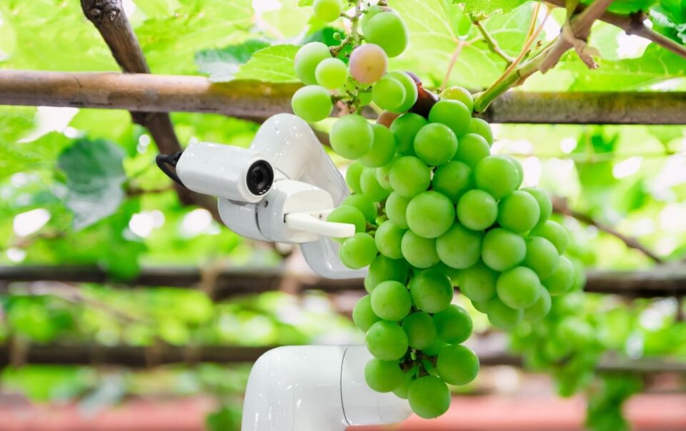 robotic grape farming