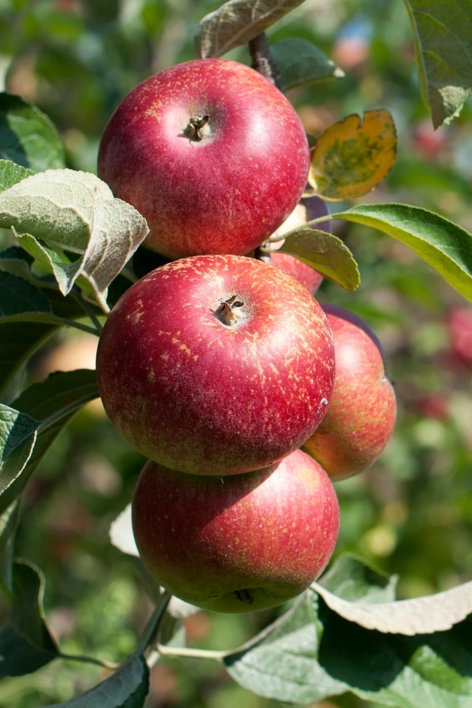 R4C Targeted Spraying In Apple Orchards