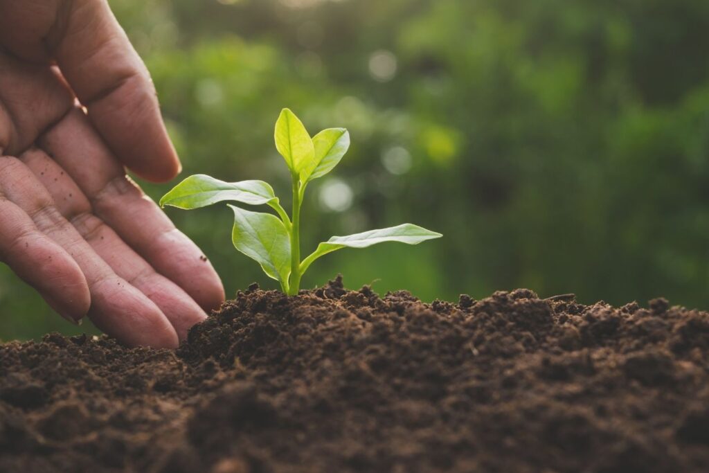 green plant rising from the ground