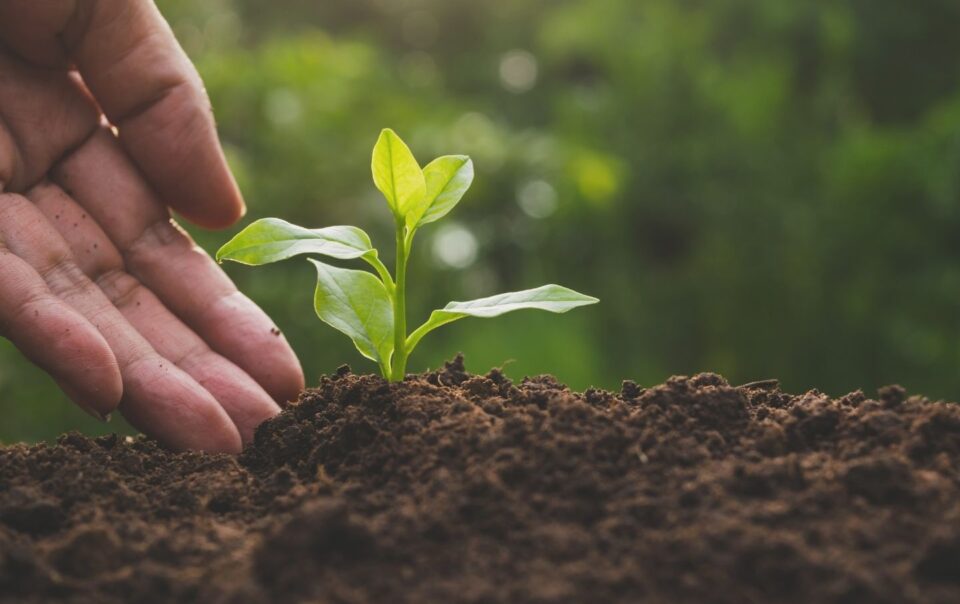 green plant rising from the ground