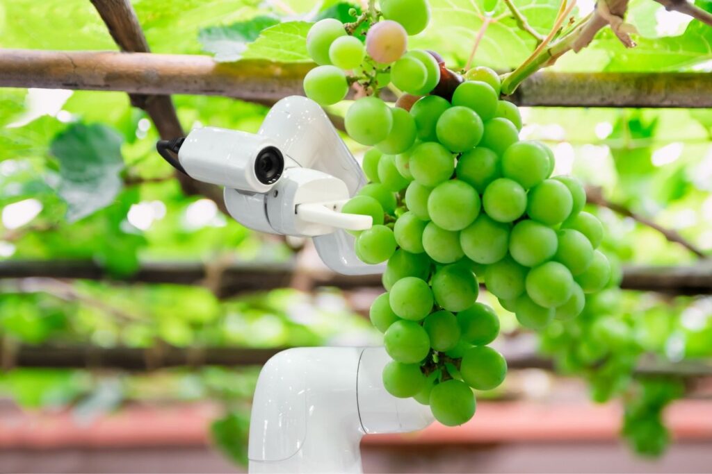 robotic grape picking