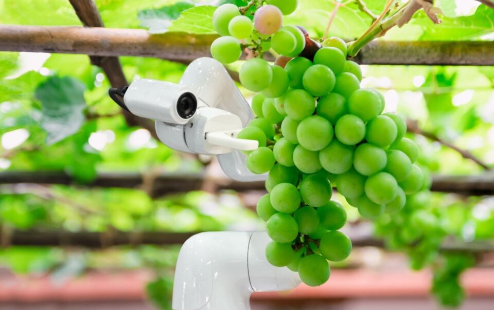 robotic grape picking