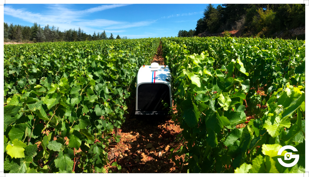 robot in the grape field