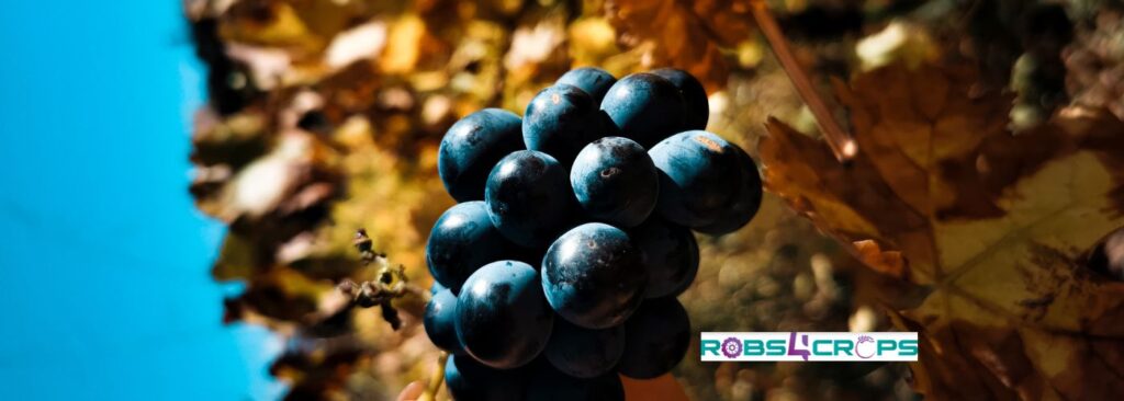 blue grapes