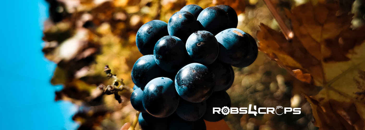 Table Grape Spraying pilot Healtier future Robs4Crops