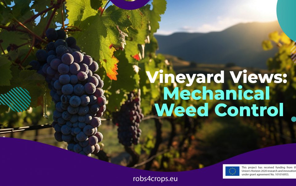 Mechanical Weeding in Vineyards