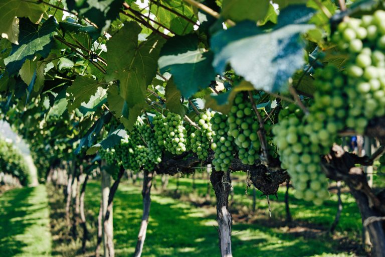 Vineyards - weeding techniques